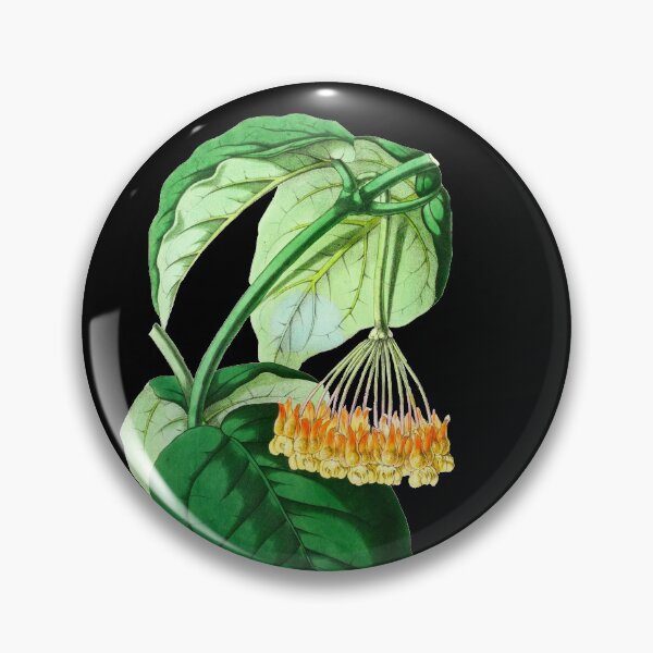 Item preview, Hoya lasiantha - botanical illustration designed and sold by chimakingthings.