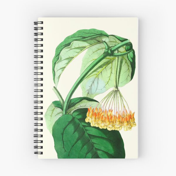 Artikelvorschau, Hoya lasiantha – botanische Illustration entworfen und verkauft von chimakingthings.