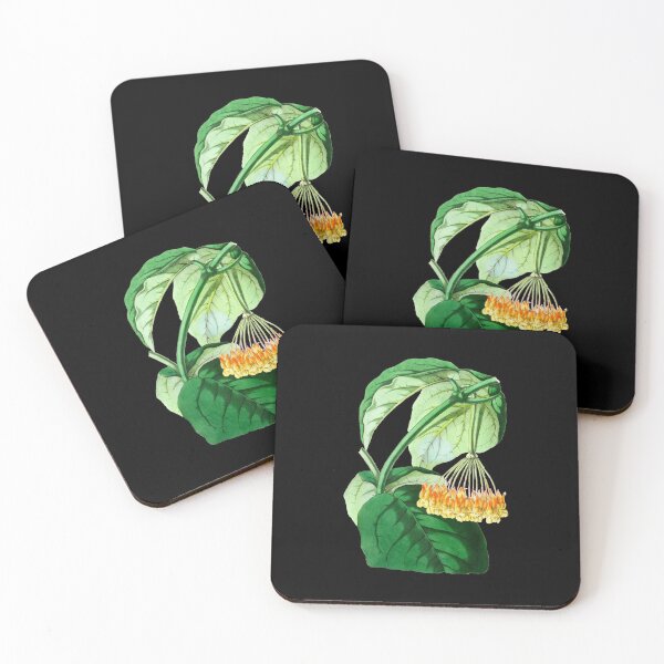 Item preview, Hoya lasiantha - botanical illustration designed and sold by chimakingthings.