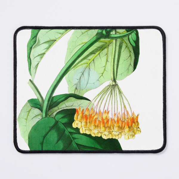 Item preview, Hoya lasiantha - botanical illustration designed and sold by chimakingthings.