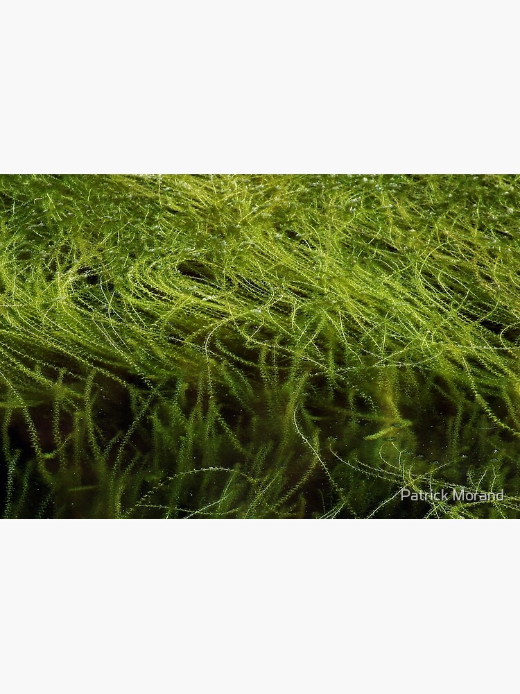 Low tide greenery by patmo