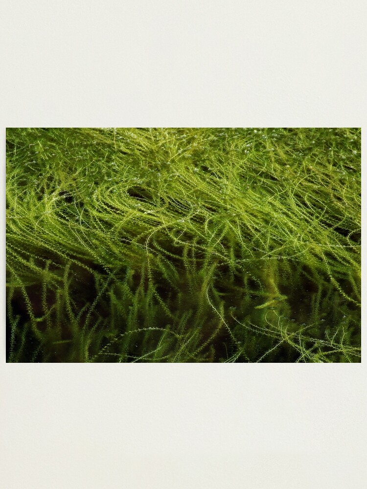 Alternate view of Low tide greenery Photographic Print