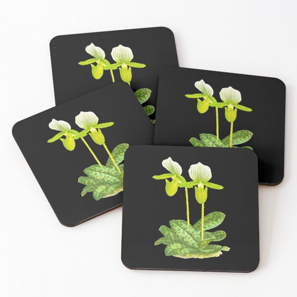 Item preview, Green Lady slipper orchid - Paphiopedilum lawrenceanum var Hyeanum - botanical illustration designed and sold by chimakingthings.