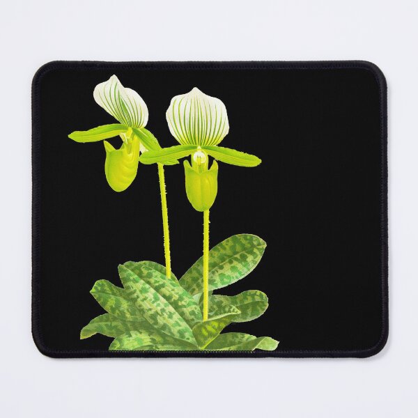 Item preview, Green Lady slipper orchid - Paphiopedilum lawrenceanum var Hyeanum - botanical illustration designed and sold by chimakingthings.