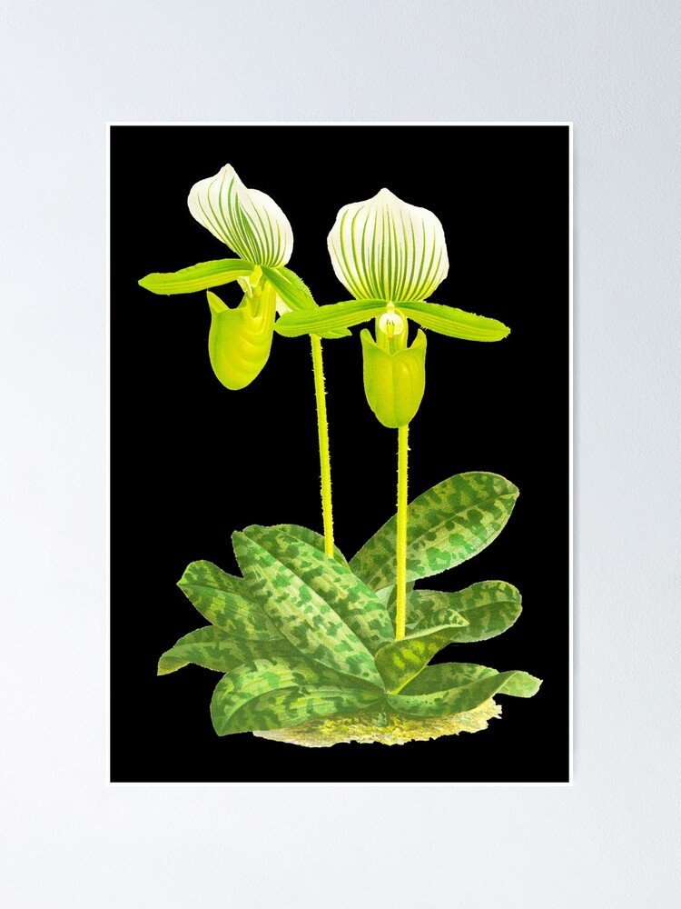 Green lady slipper orchid hot sale