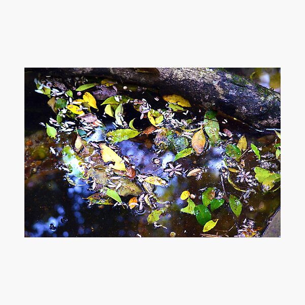 Stream Collection Photographic Print