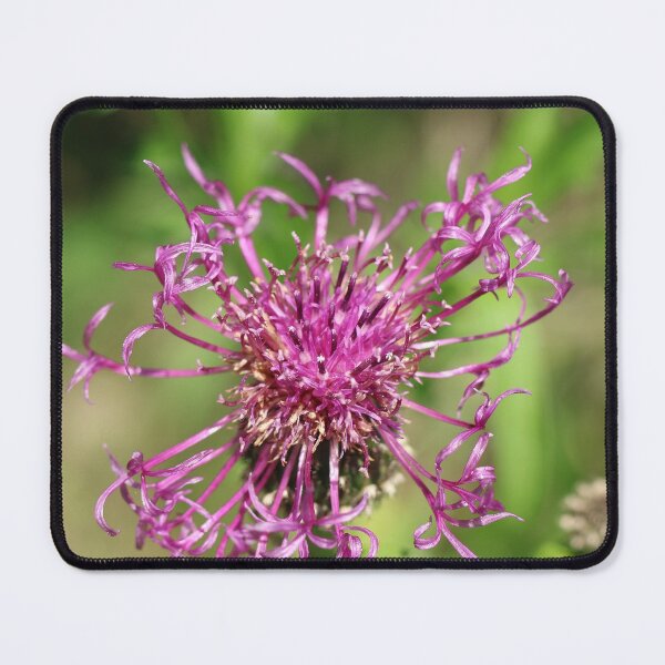 Item preview, Natur, Pflanze, Blüte, lilia, Fotografie, BebiCervin designed and sold by BebiCervin.