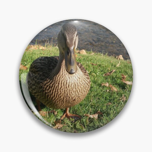 Item preview, A friendly duck at Burnsall Village North Yorkshire designed and sold by paulwatson1966.