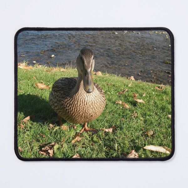 Item preview, A friendly duck at Burnsall Village North Yorkshire designed and sold by paulwatson1966.