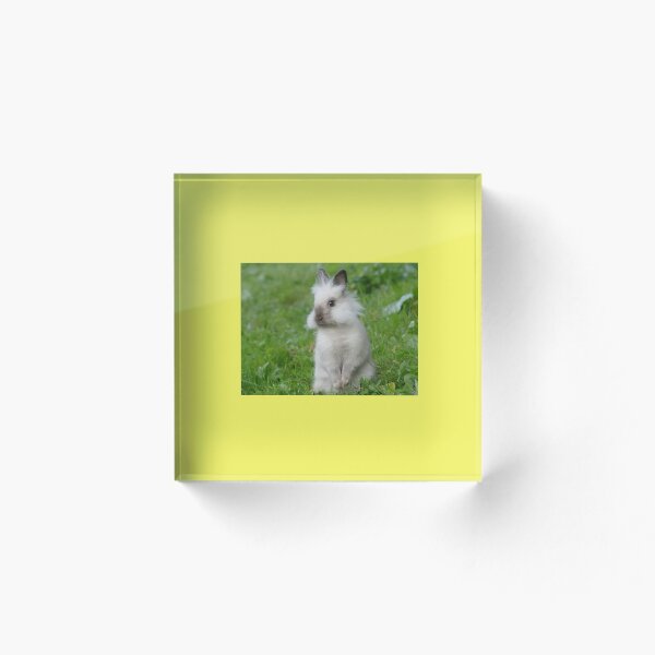 Item preview, The lion head rabbit designed and sold by podbillies.