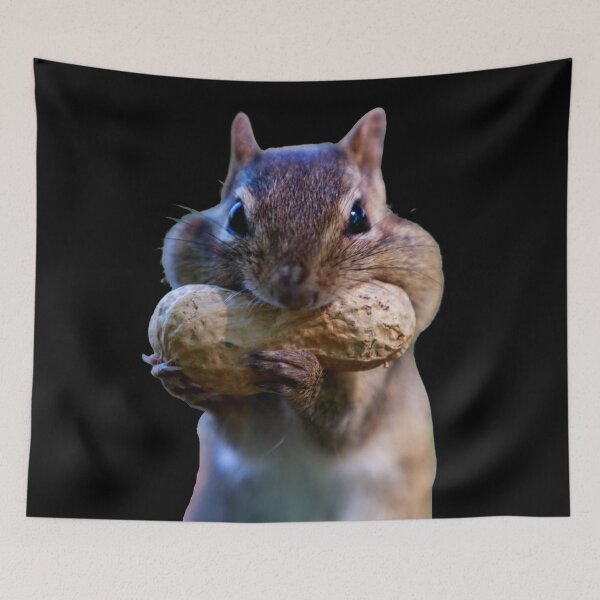 Item preview, Getting ready for winter. Chubby cheek squirrel. Funny squirrel photo. designed and sold by JellyBeenzz.