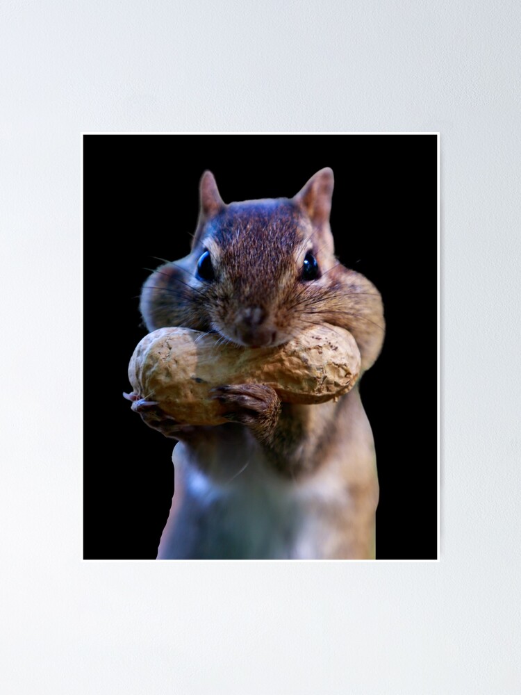 Getting ready for winter. Chubby cheek squirrel. Funny squirrel photo. Getting ready for winter. Chubby cheek squirrel. Funny squirrel photo.