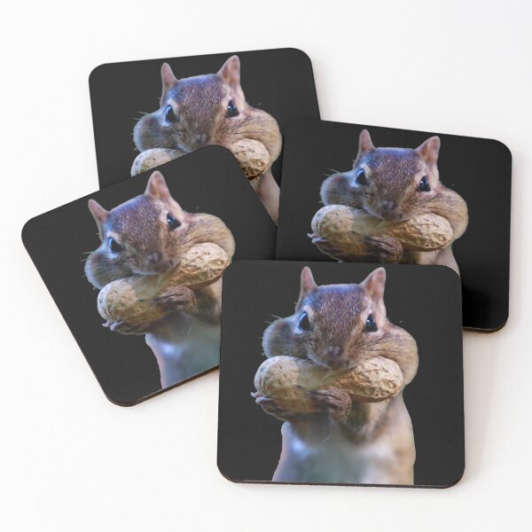Item preview, Getting ready for winter. Chubby cheek squirrel. Funny squirrel photo. designed and sold by JellyBeenzz.