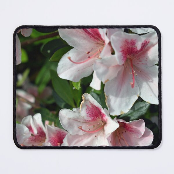 Item preview, Encore Azalea Flowers 2 designed and sold by BiscuitSnack.