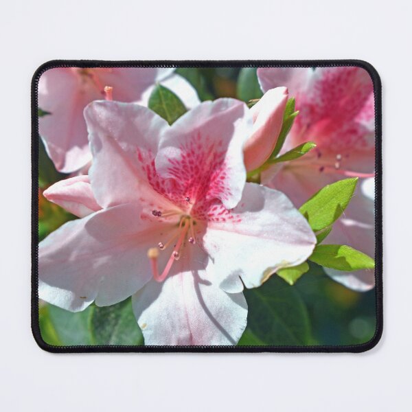Item preview, Encore Azalea Flowers designed and sold by BiscuitSnack.
