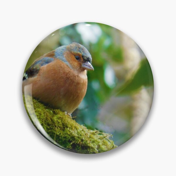 Aperçu de l'œuvre Assis Chaffinch créée et vendue par AbnormalLoad.