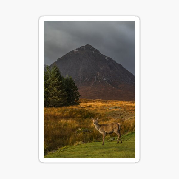 Item preview, Red Deer Hind - Buchaille Etive Mor designed and sold by Sandra Cockayne.