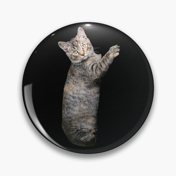 Item preview, Climbing Cat. Funny, cute cat. Photo, photograph designed and sold by JellyBeenzz.