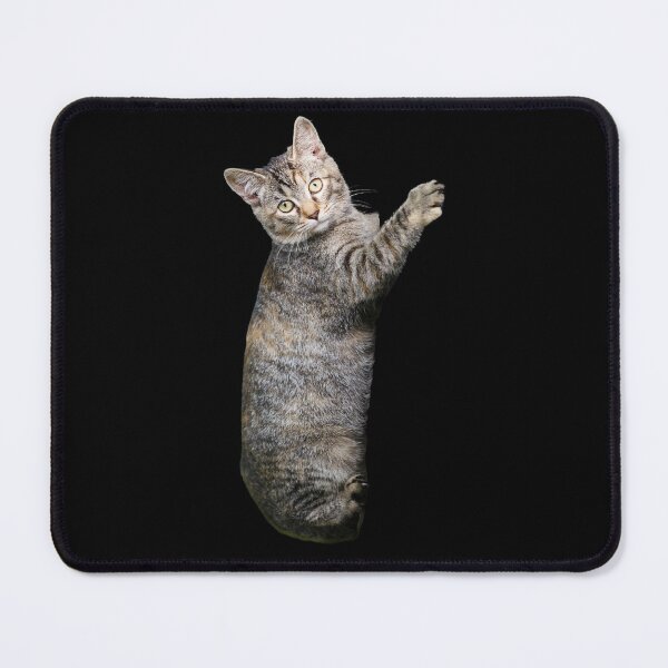 Item preview, Climbing Cat. Funny, cute cat. Photo, photograph designed and sold by JellyBeenzz.