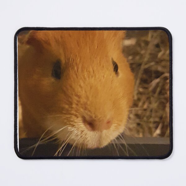 Item preview, Dandelion the Guinea Pig designed and sold by AbnormalLoad.