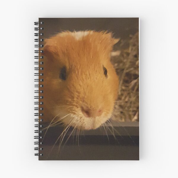 Item preview, Dandelion the Guinea Pig designed and sold by AbnormalLoad.