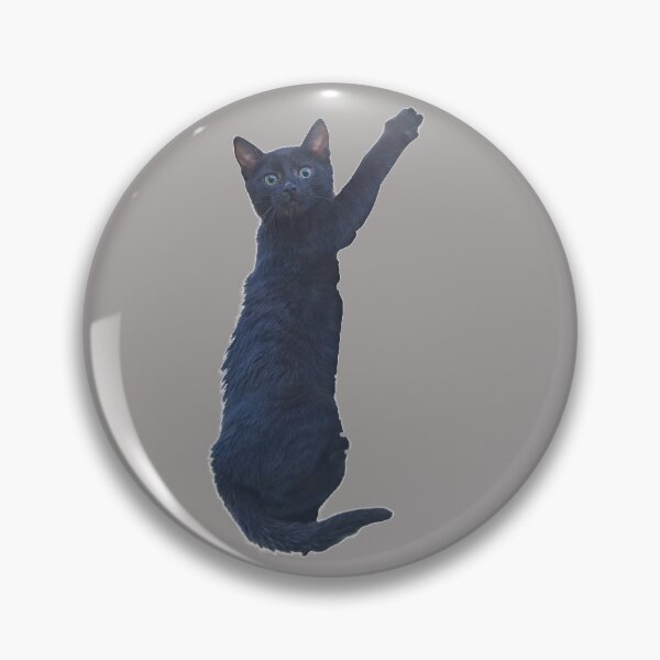 Item preview, Climbing Cat. Funny, cute black cat. Photo, photograph designed and sold by JellyBeenzz.