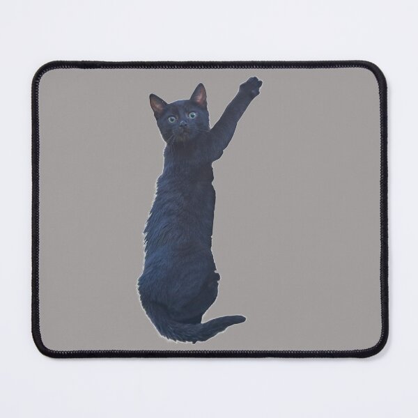 Item preview, Climbing Cat. Funny, cute black cat. Photo, photograph designed and sold by JellyBeenzz.