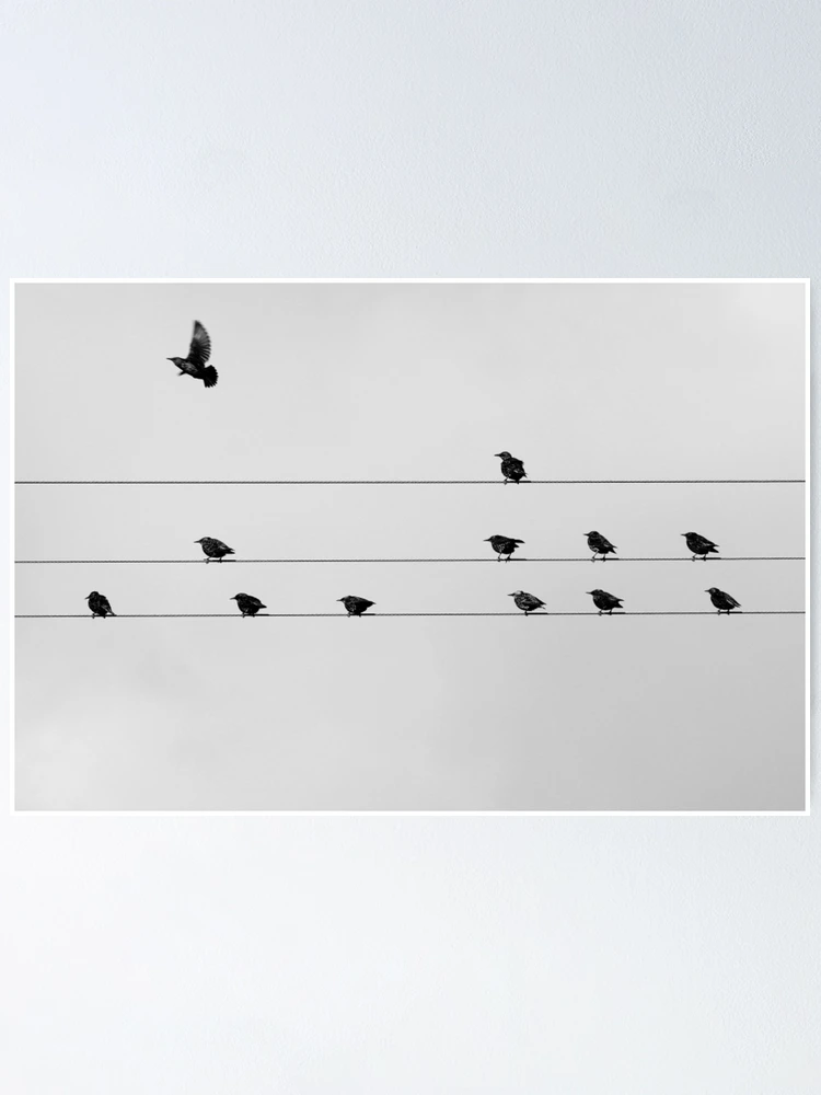 Thumbnail 1 of 3, Poster, Musical Notes designed and sold by thegreendogs.