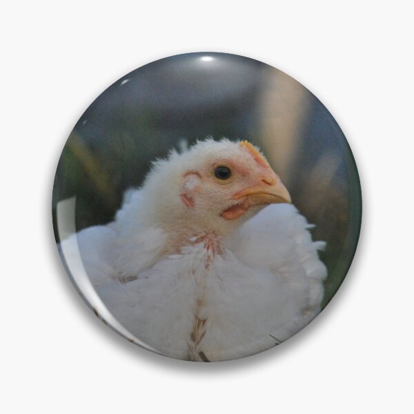 Item preview, Curious Chicken designed and sold by Veseclicks.
