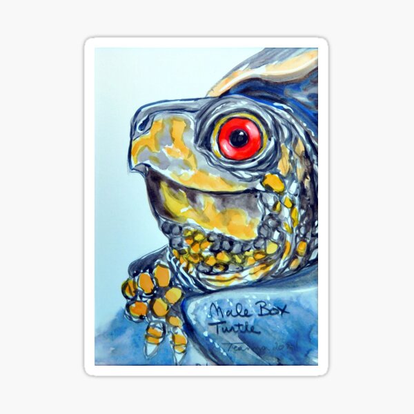 Male box turtle Sticker