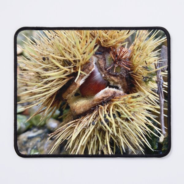 Item preview, Conker photograph designed and sold by TigerLillieArt.