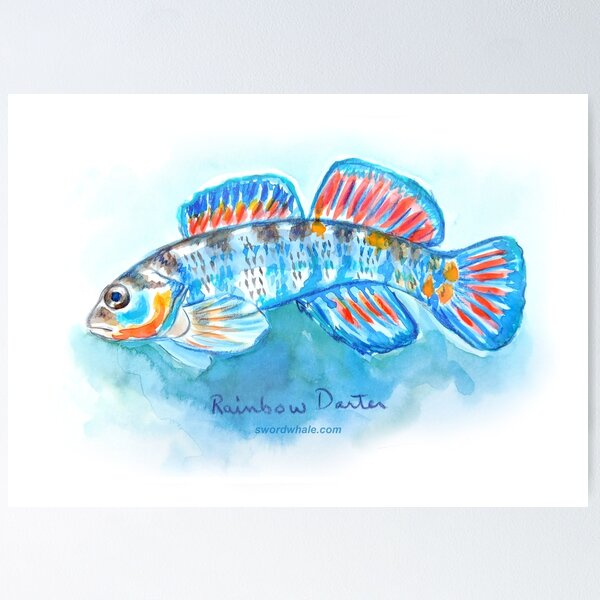 rainbow darter Poster