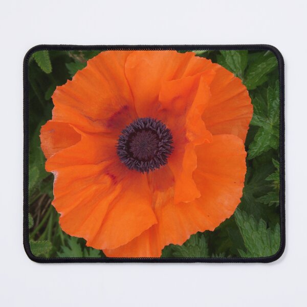 Artikelvorschau, Orangenmohn Nahaufnahme entworfen und verkauft von LittleBettyMakes.