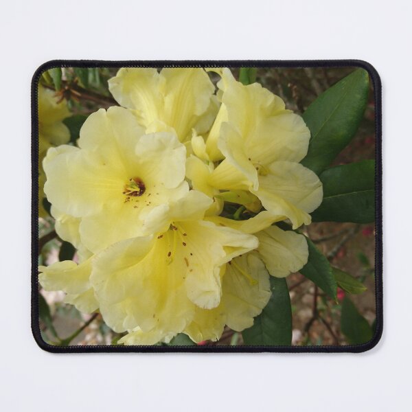 Item preview, Pale yellow rhododendron  designed and sold by LittleBettyMakes.
