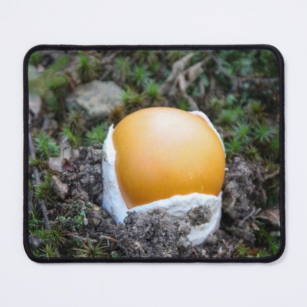 Item preview, Caesar's mushroom looks like an egg designed and sold by Mahirov Shop.