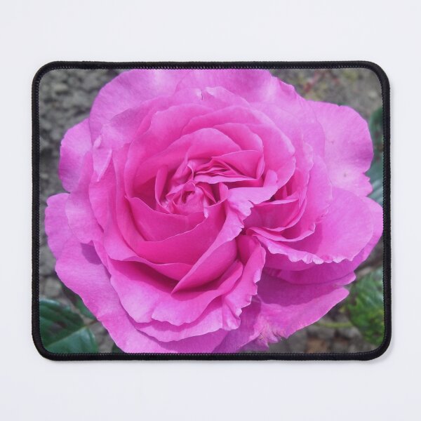 Item preview, Pink rose in sunshine :) designed and sold by LittleBettyMakes.