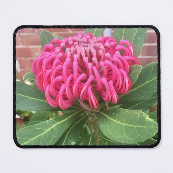 Item preview, Australian Waratah  designed and sold by MaureenBoyle.