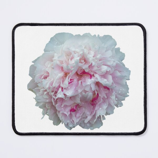 Item preview, Peony 3-2021 isolated designed and sold by Thomasyoung.