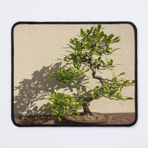 Item preview, The Living Art of Bonsai - Old Twisted Beech Tree in Miniature designed and sold by Georgia Mizuleva.