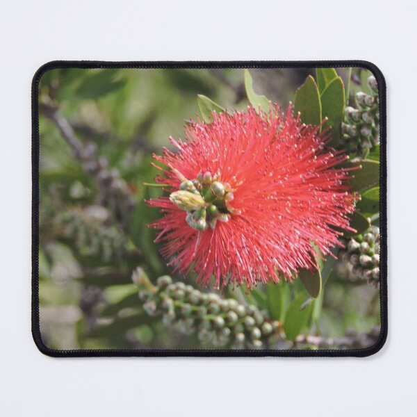 Item preview, Native Bottlebrush Flower designed and sold by MaureenBoyle.
