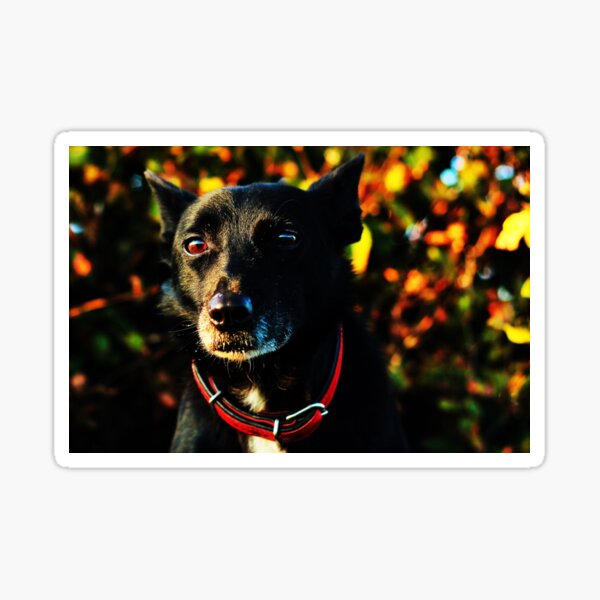 Artikel-Vorschau von Sheila, designt und verkauft von thegreendogs.