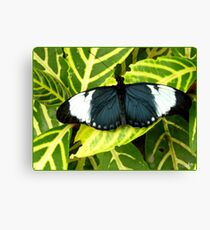 Why calling it an Insect ? Canvas Print