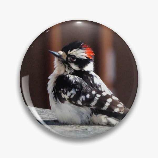 Artikelvorschau, Ein Flaumspecht sitzt auf meinem Deck entworfen und verkauft von BackyardBirder.