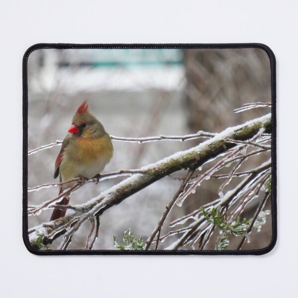 Item preview, Female cardinal on a branch covered of ice after an ice storm on a winter day designed and sold by celinebisson.