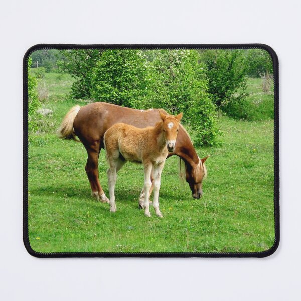 Item preview, Butterscotch foal stands in a paddock with its mother. foal stands in a paddock designed and sold by celinebisson.