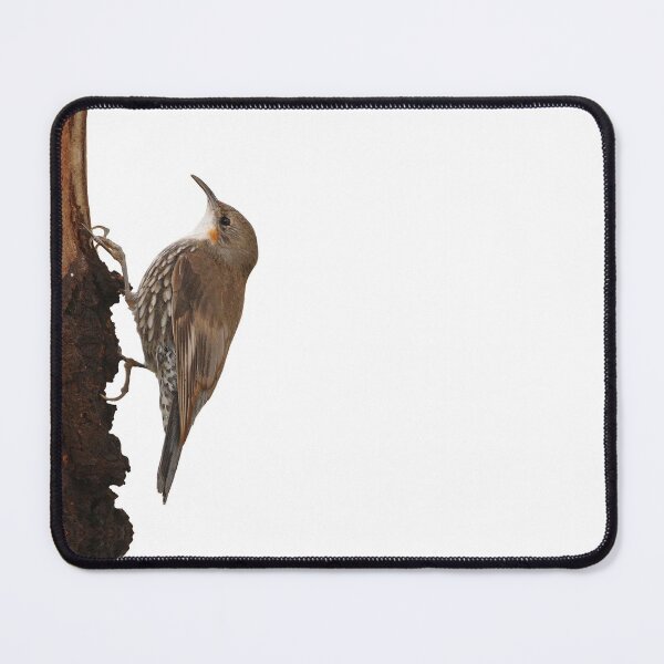 Item preview, White-throated Treecreeper designed and sold by quentinjlang.