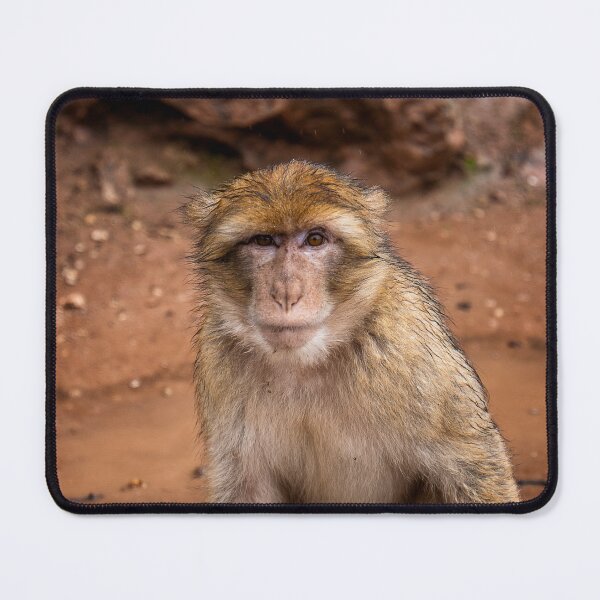 Item preview, Barbary Macaque Monkey designed and sold by mitzobs.
