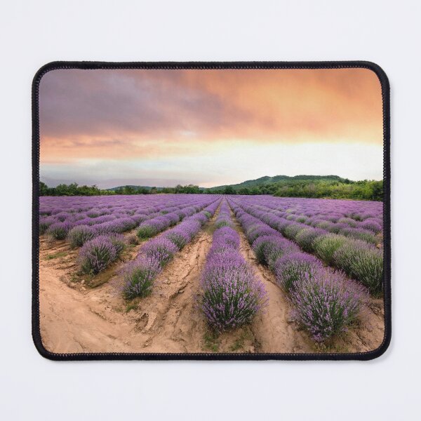 Item preview, Lavender field at sunset designed and sold by mitzobs.
