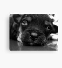 Baxter Canvas Print