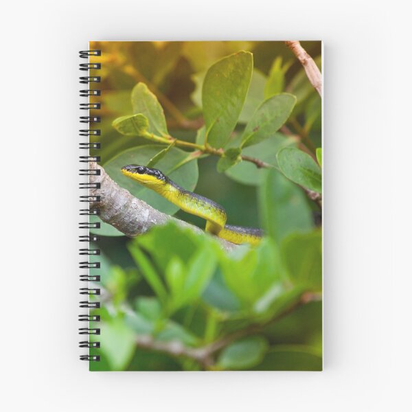 Item preview, Common tree snake, Daintree rain forest, Far North Queensland designed and sold by Marc Russo.